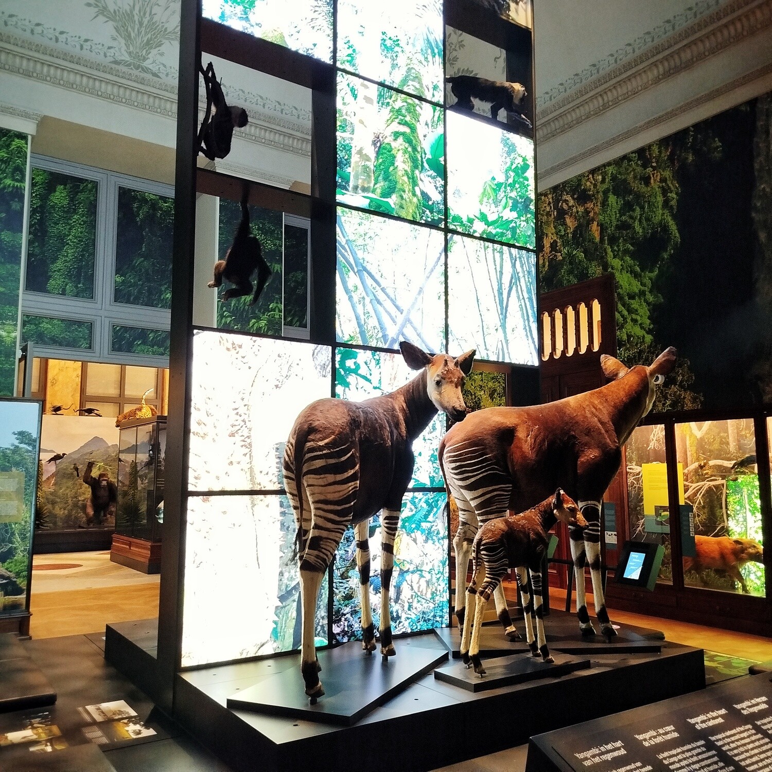 Stuffed animals in the museum